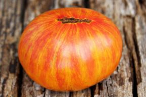 Multicolor Tomatoes - Heirloom Tomato Seeds - TomatoEden Site