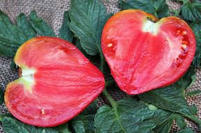 IMG_5403-crop.JPG