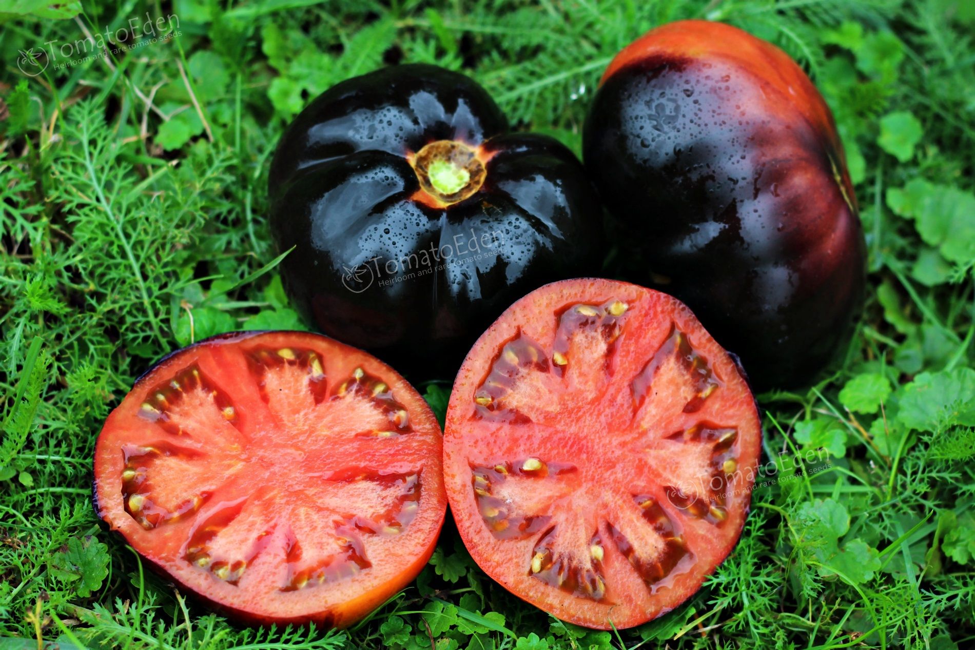 Black Beauty Tomato Seeds x 10 Organic Heirloom Tomatoes