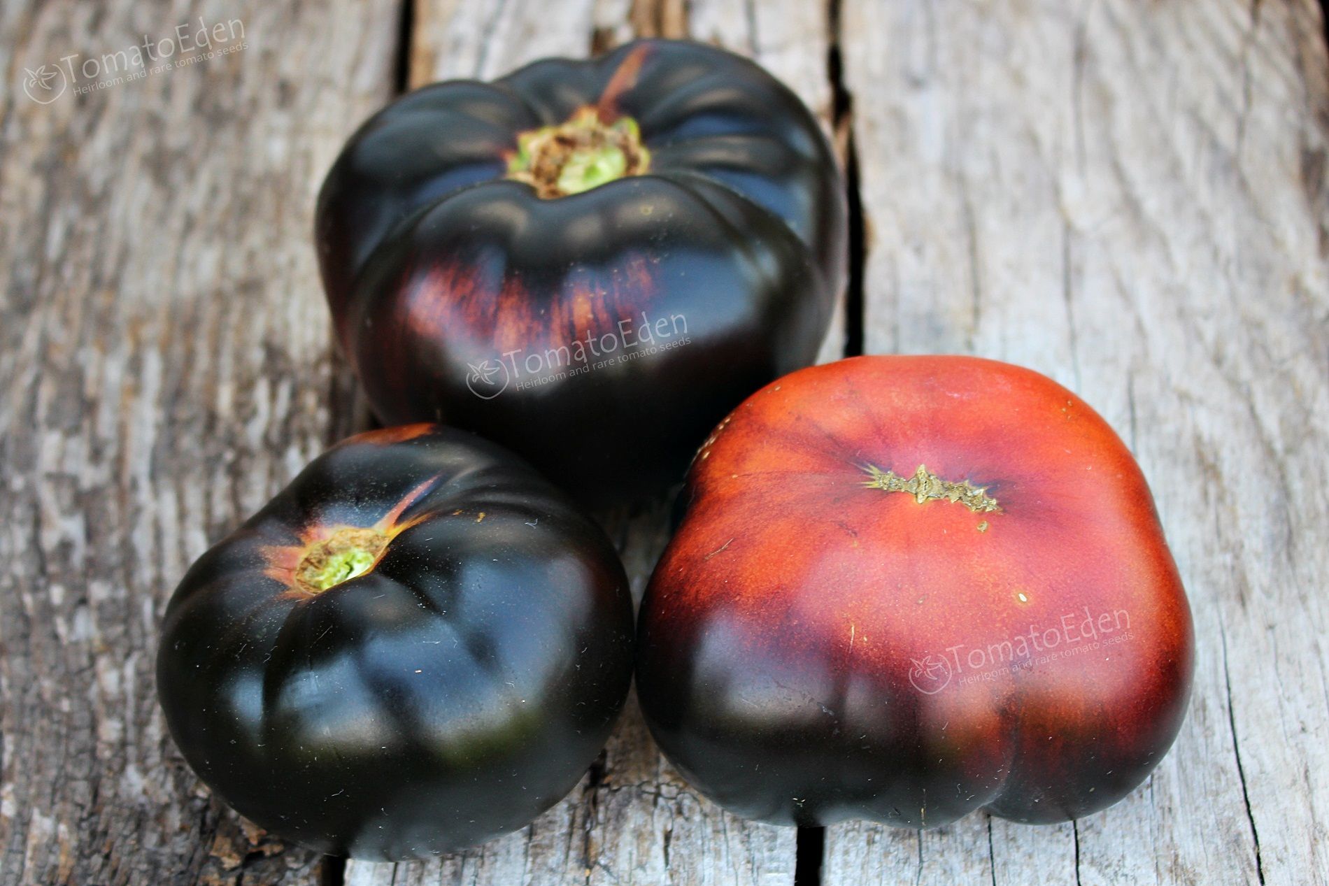 Black Beauty Heirloom Tomato Seeds Tomatoeden Site