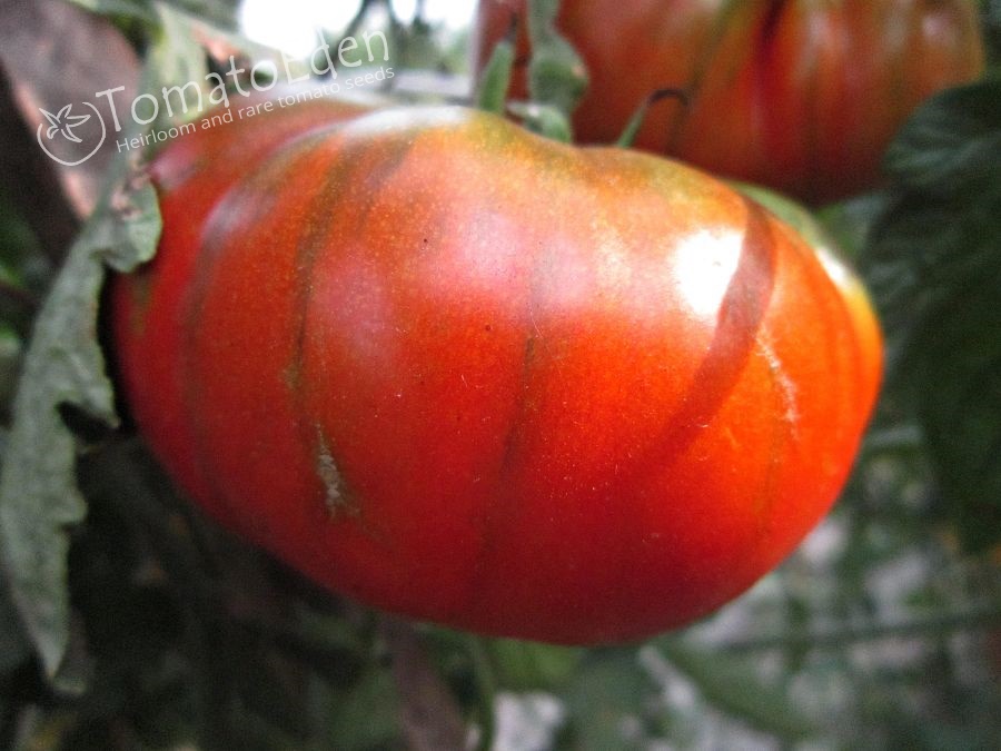 Arbuznyi - Seeds of Tomatoes - Heirloom TomatoEden Site